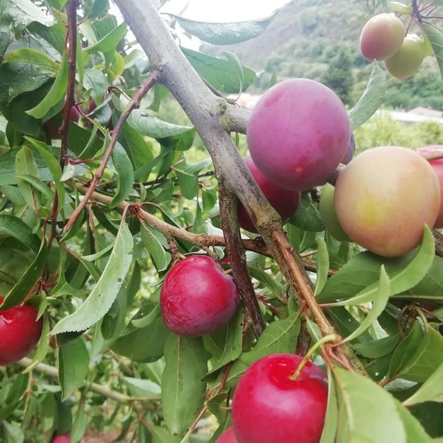 Finca Los Arcos Del Laurel Moya  Екстериор снимка
