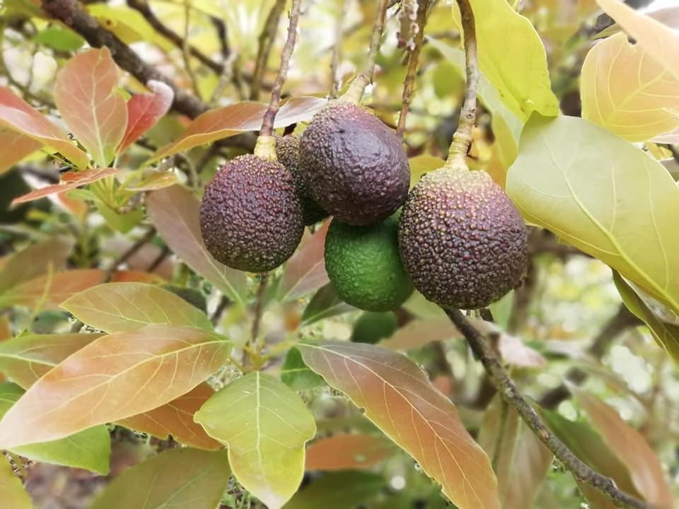 Finca Los Arcos Del Laurel Moya  Екстериор снимка