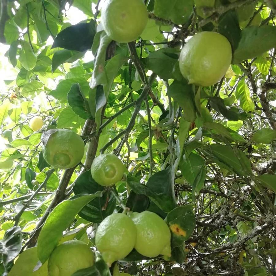 Finca Los Arcos Del Laurel Moya  Екстериор снимка
