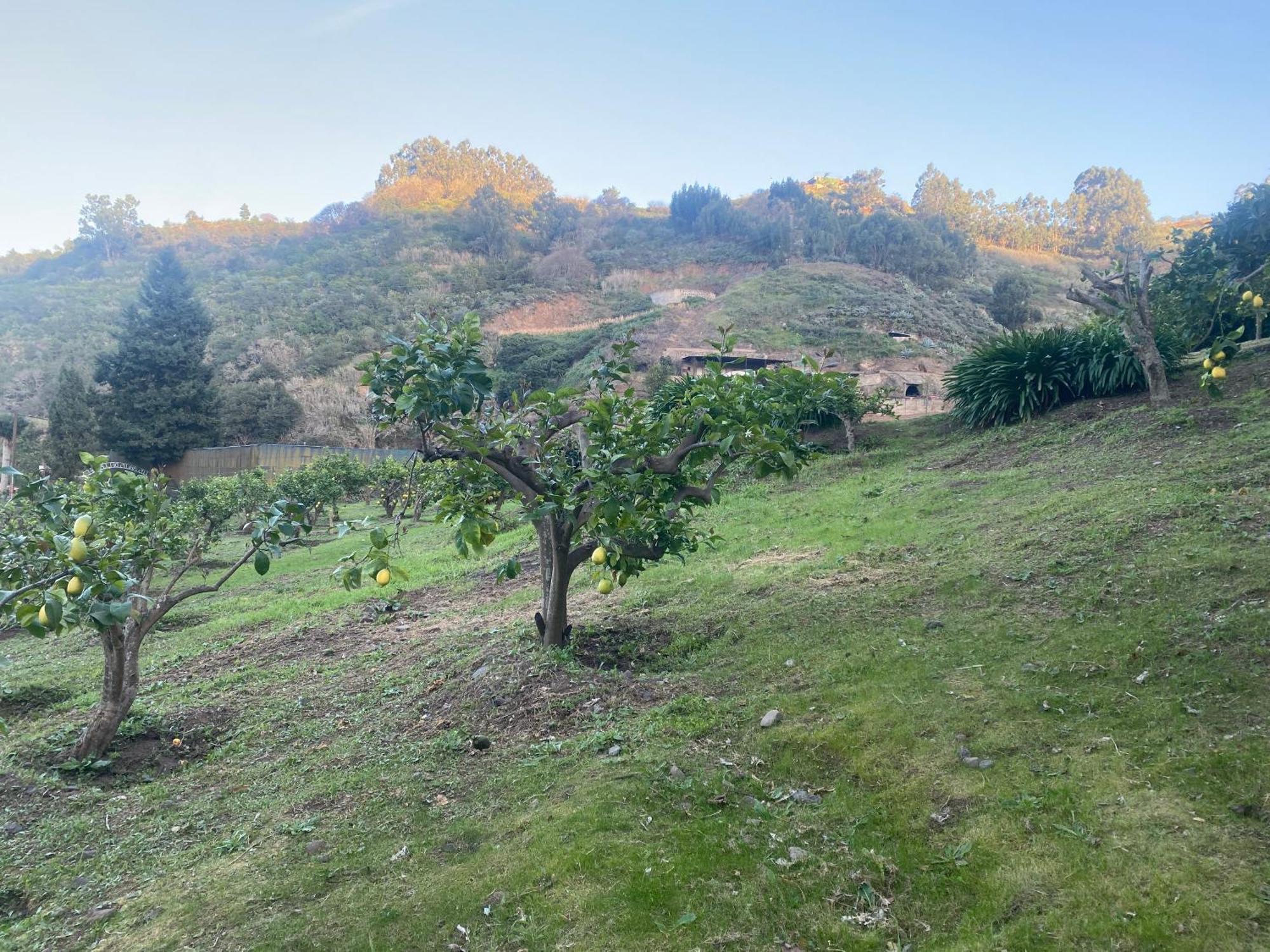 Finca Los Arcos Del Laurel Moya  Екстериор снимка