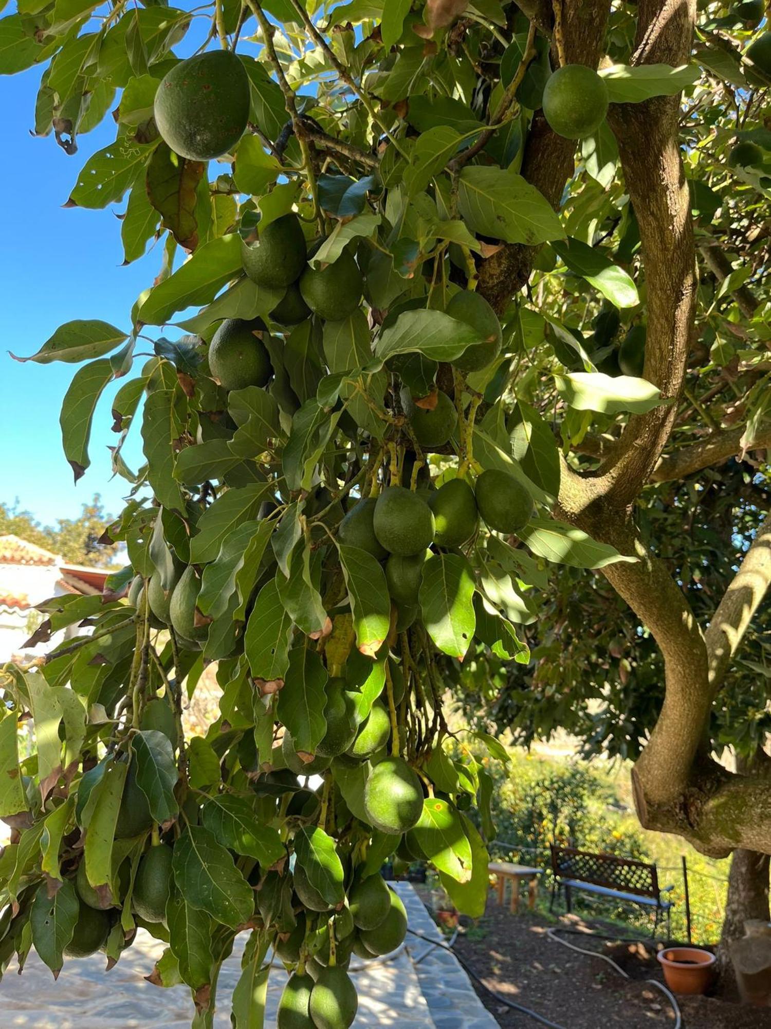 Finca Los Arcos Del Laurel Moya  Екстериор снимка