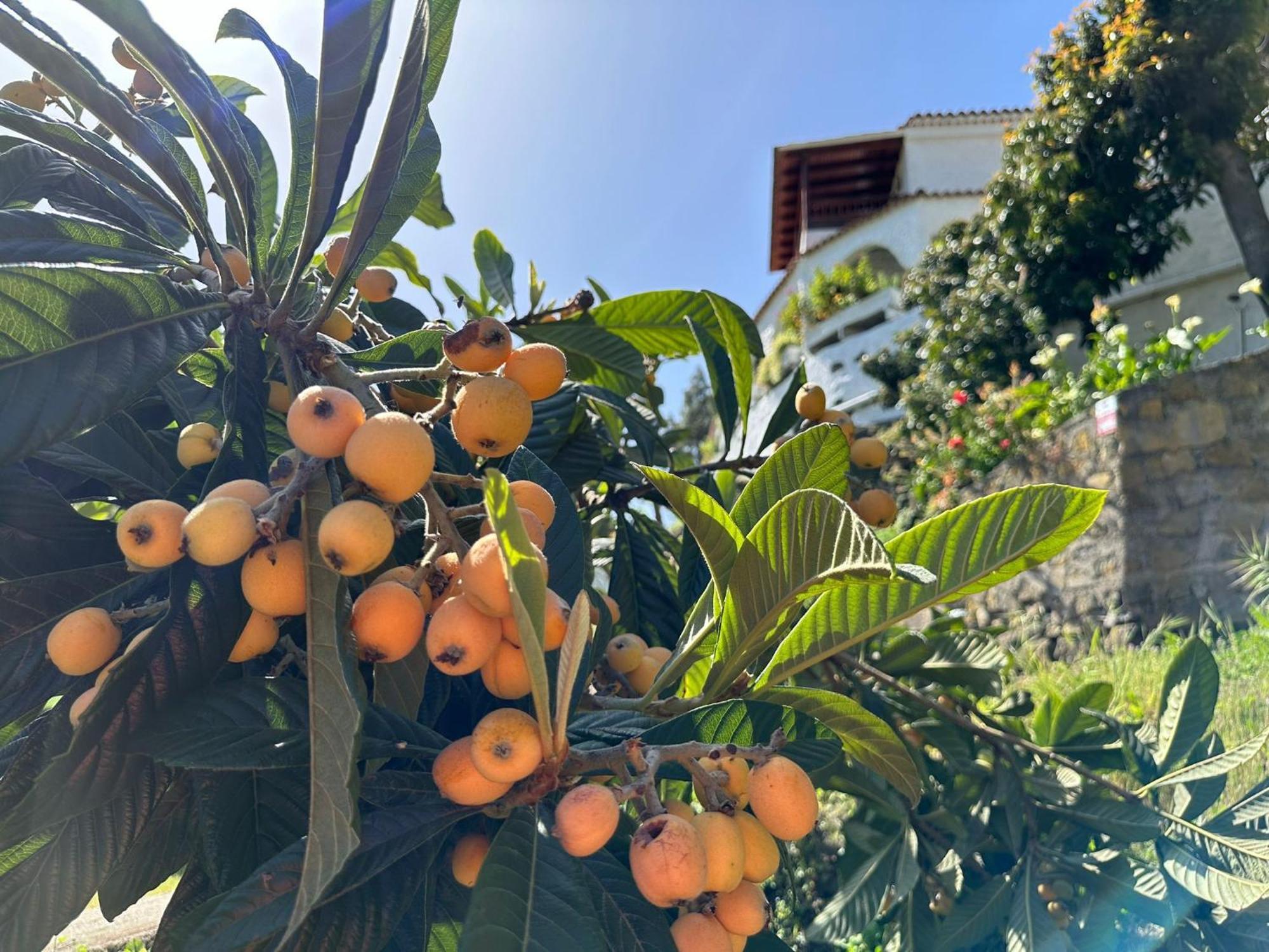 Finca Los Arcos Del Laurel Moya  Екстериор снимка