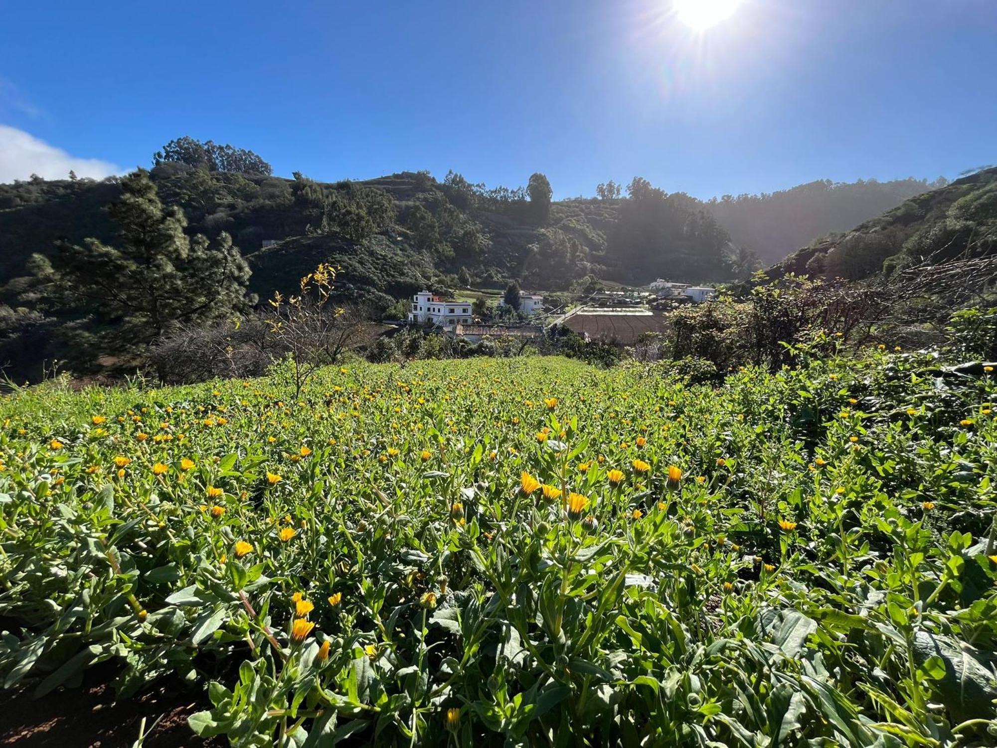 Finca Los Arcos Del Laurel Moya  Екстериор снимка